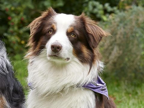Therapiebegleithund Theo