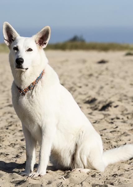 Therapiehund Lina