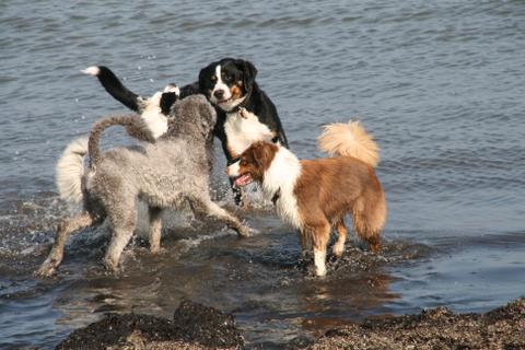 Drei Therapiehunde im Wasser