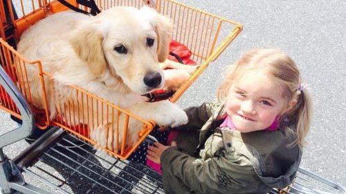 Mädchen spielt mit Golden Retriever