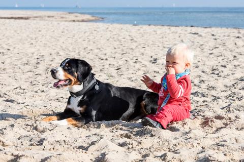 Entlebucher Sennenhund Bo und Baby am Strand