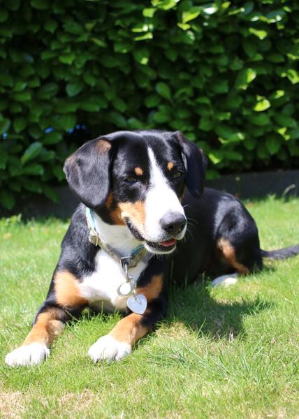 Therapiehund Mia