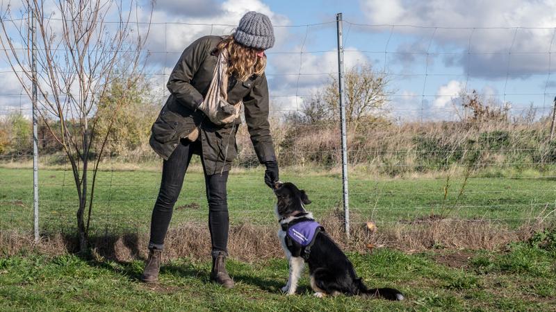 Frau gibt Hund Belohnung auf dem Trainingsplatz