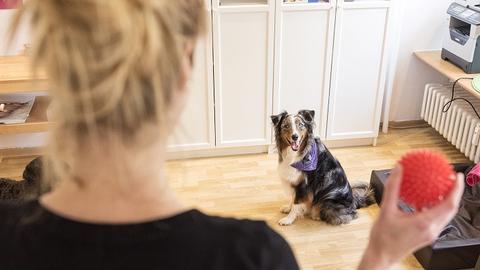 Franziska Henkel und Australian Shepard Toni in der Praxis