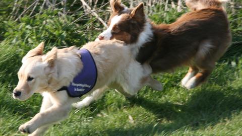 Golden Retriever und Australian Shepard am Spielen