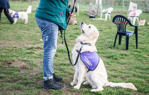 Golden Retriever bei der Ausbildung