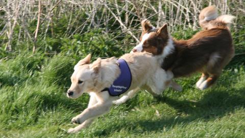 Zwei Hunde rennen über eine Wiese