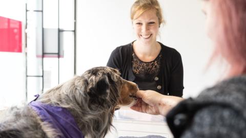 Therapiebleithund Toni bei der Arbeit